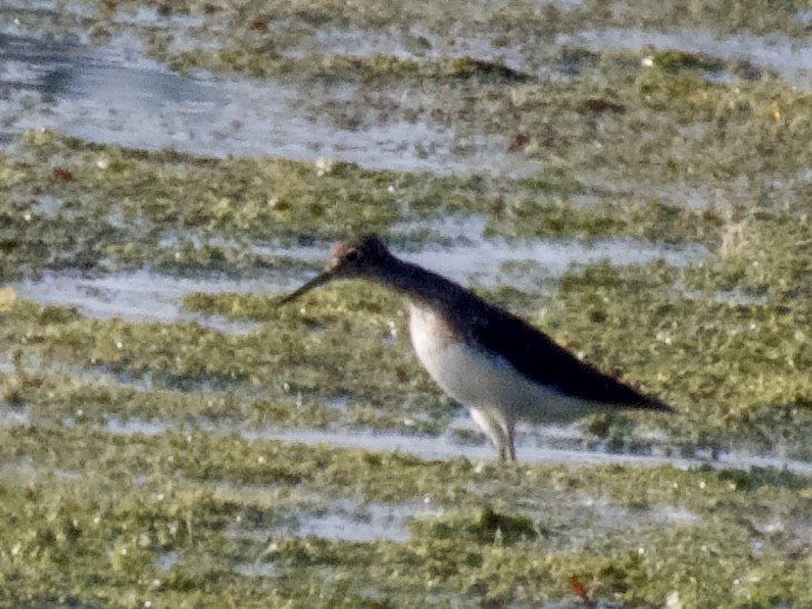 Spotted Sandpiper - ML638780559