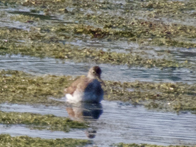 Spotted Sandpiper - ML638780560