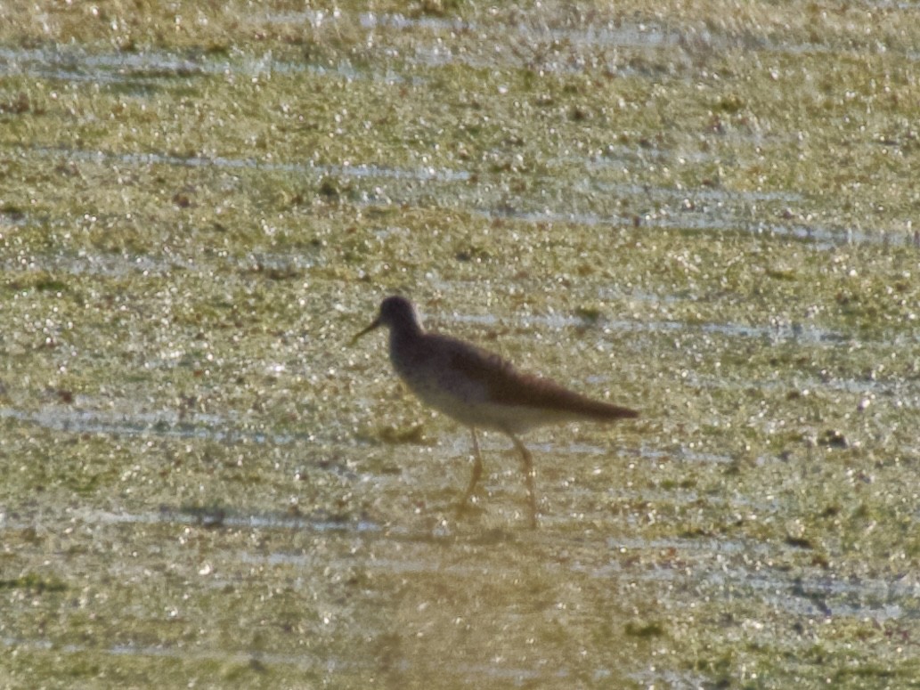 Spotted Sandpiper - ML638780562