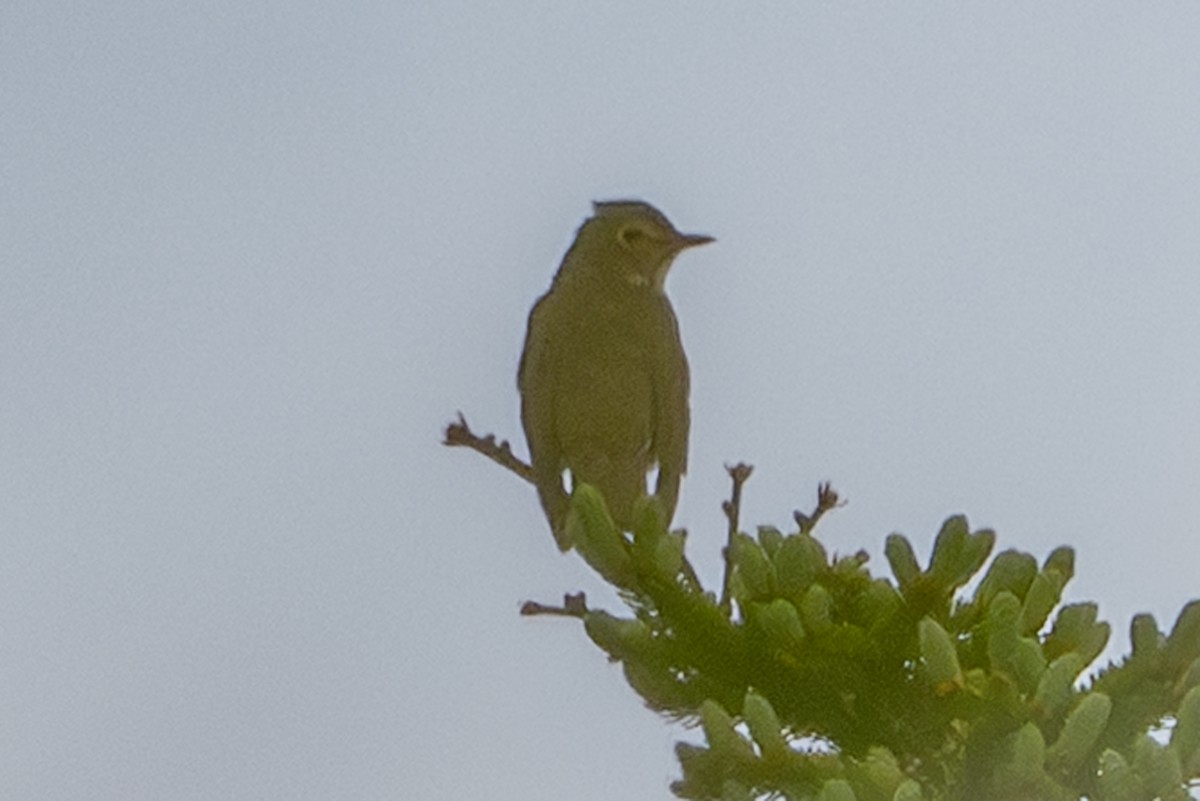 Grive à dos olive - ML638780578