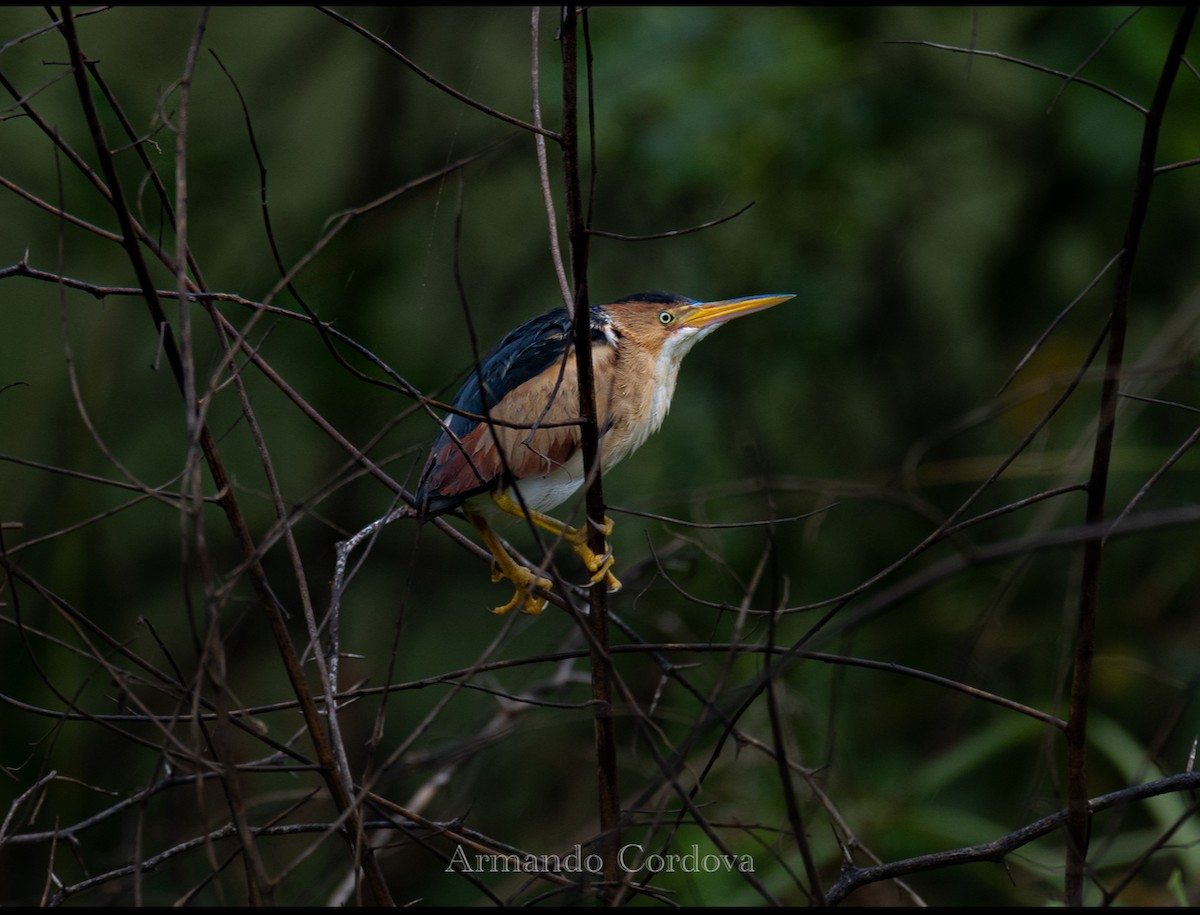 Least Bittern - ML638780592