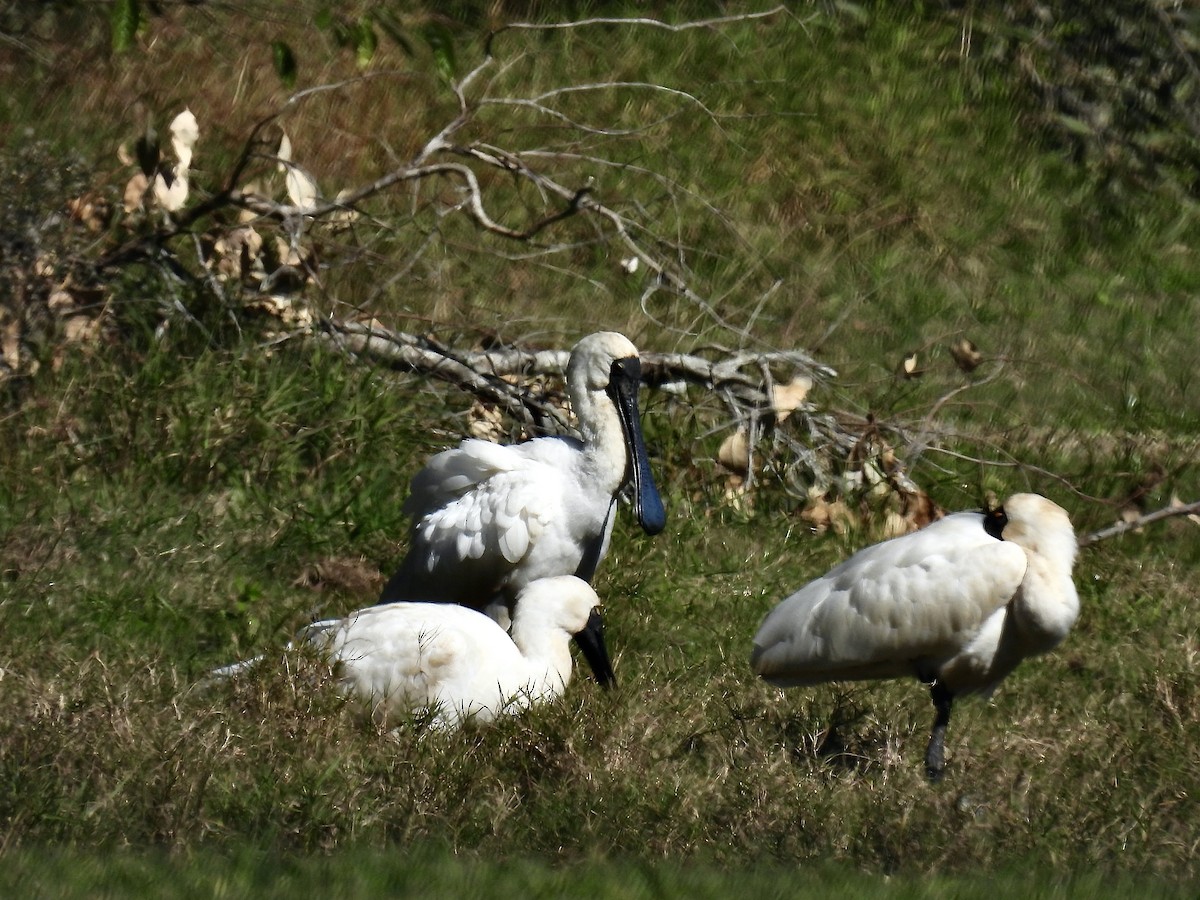 Royal Spoonbill - ML638780593