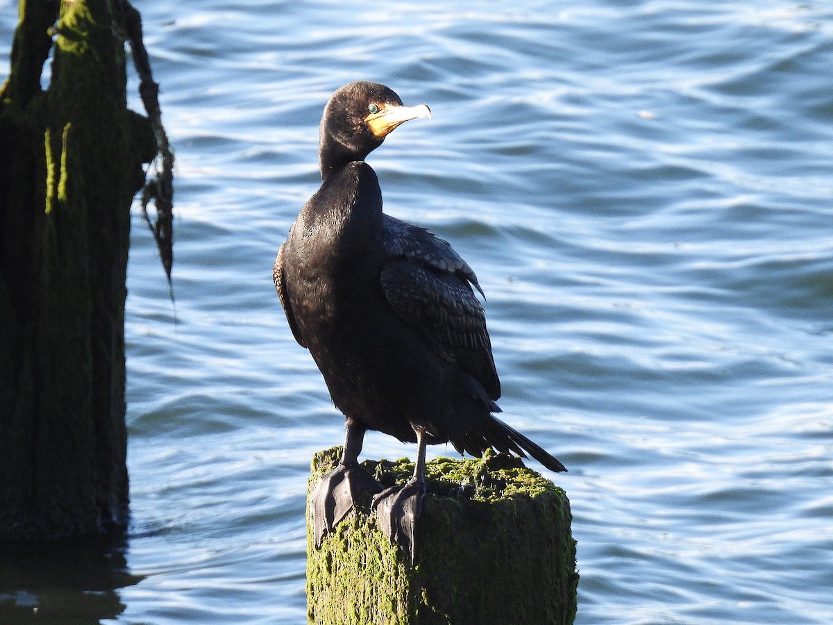 Cormoran à aigrettes - ML638780598