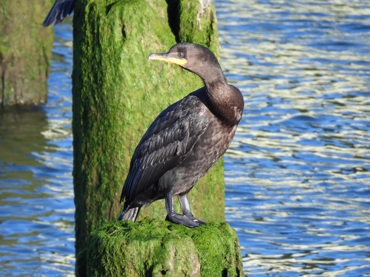 Cormoran à aigrettes - ML638780601