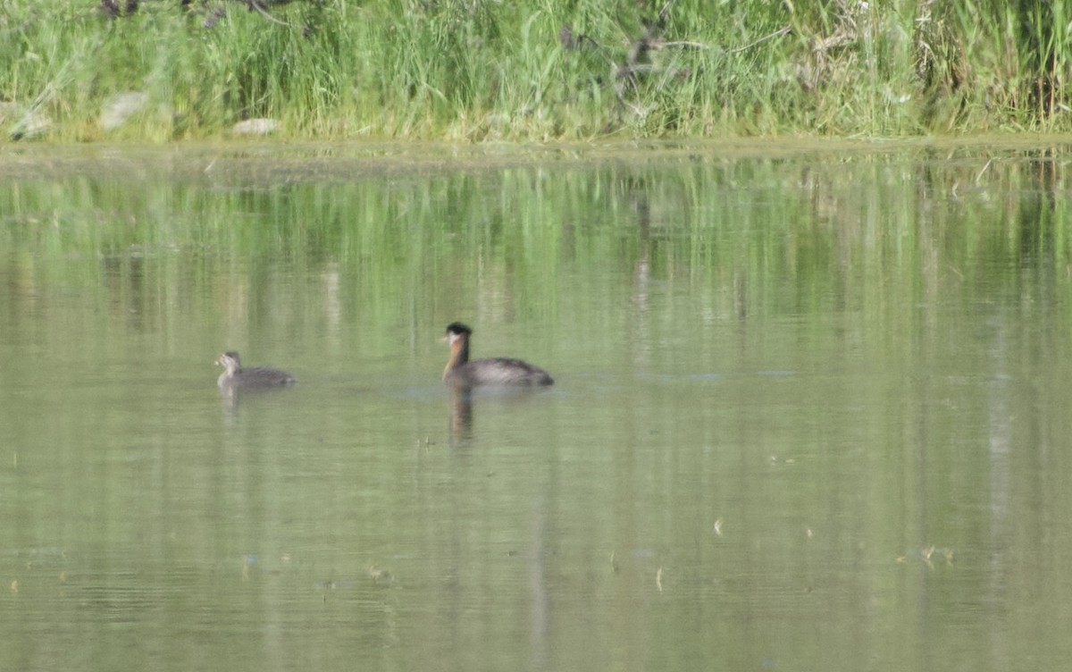 Red-necked Grebe - ML638780605