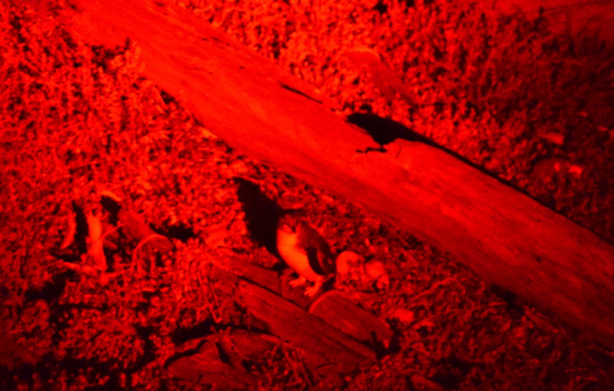 Little Penguin - ML638780611