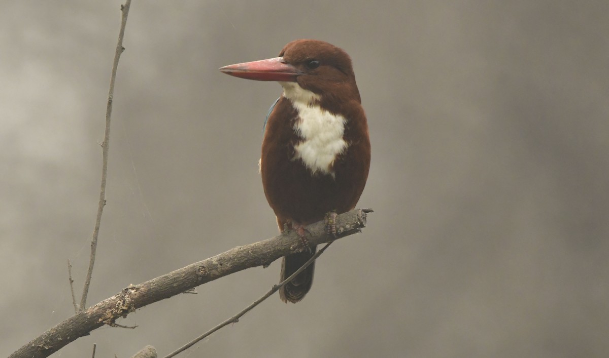 White-throated Kingfisher - ML638780612