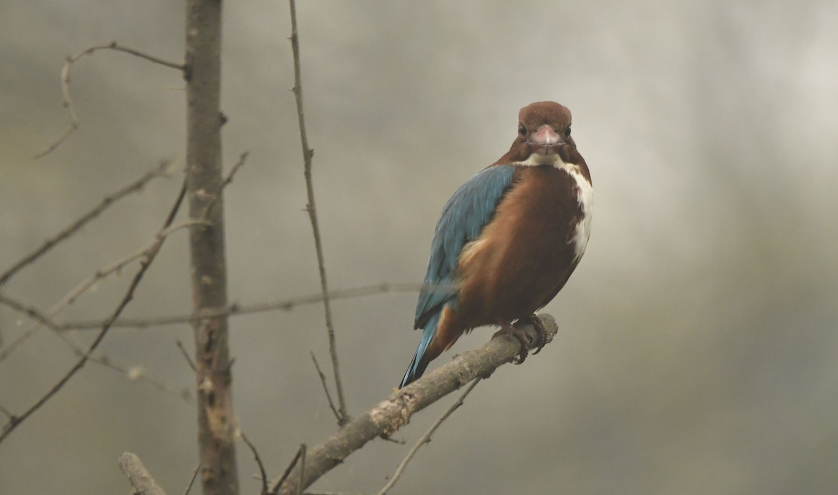 White-throated Kingfisher - ML638780613