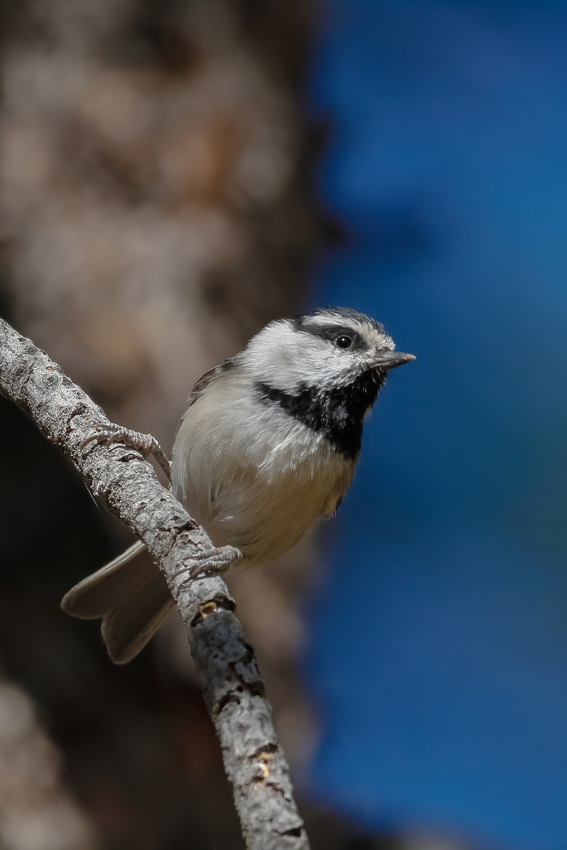 Mountain Chickadee - ML638780641