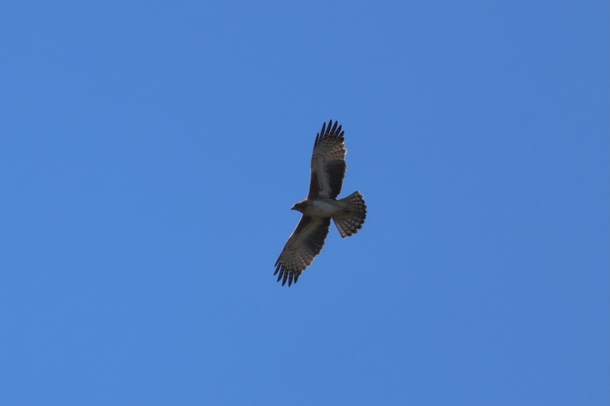 Little Eagle - ML638780653
