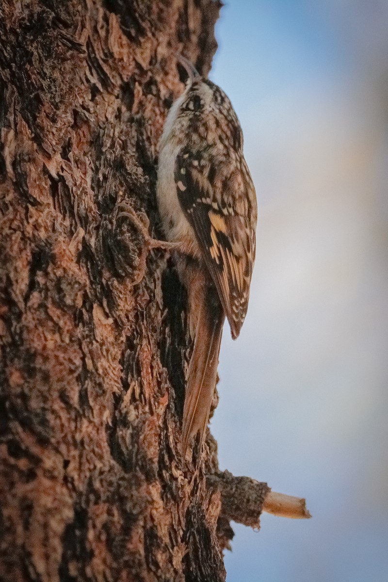 Brown Creeper - ML638780661
