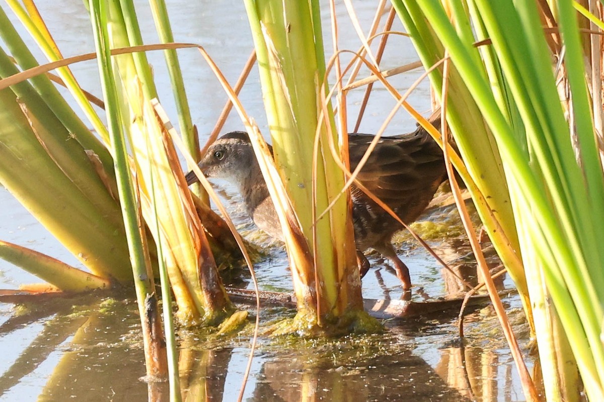 Virginia Rail - ML638780663