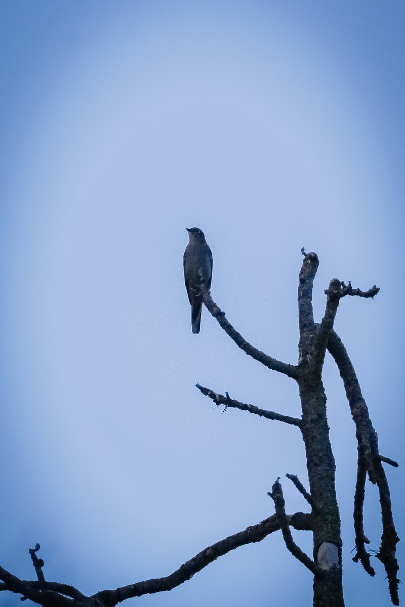 Townsend's Solitaire - ML638780665
