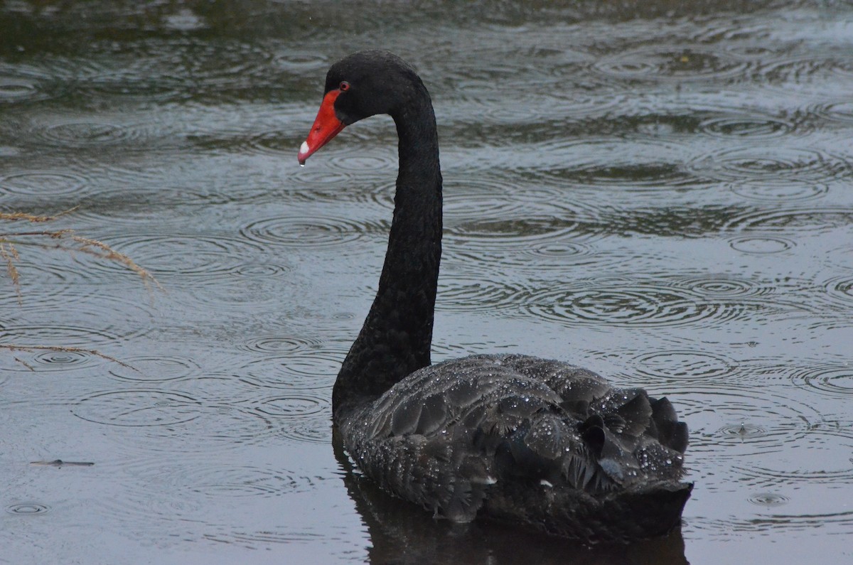 Black Swan - ML638780680