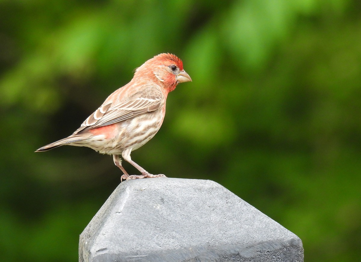 House Finch - ML638780683