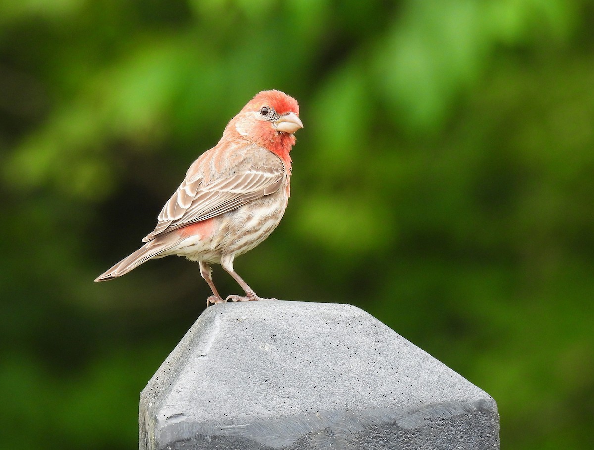 House Finch - ML638780684