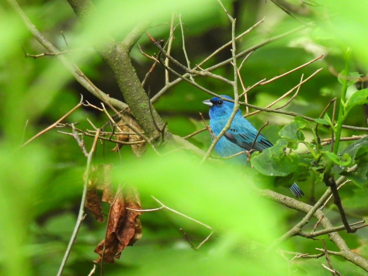 Indigo Bunting - ML638780713