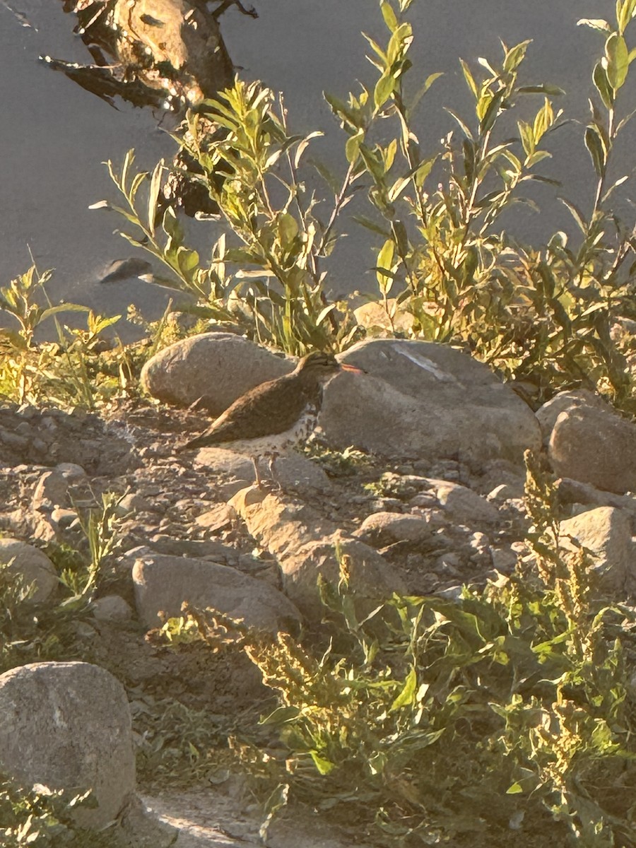 Spotted Sandpiper - ML638780756