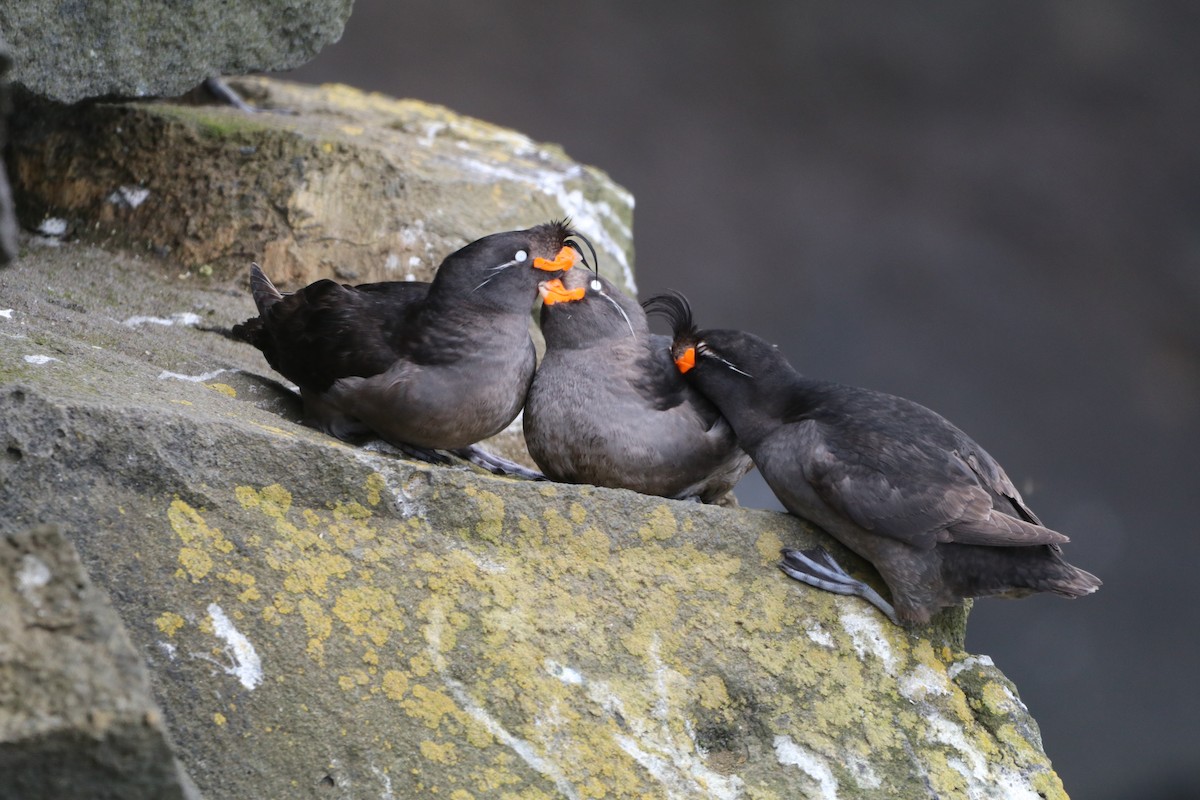 Crested Auklet - ML638780768