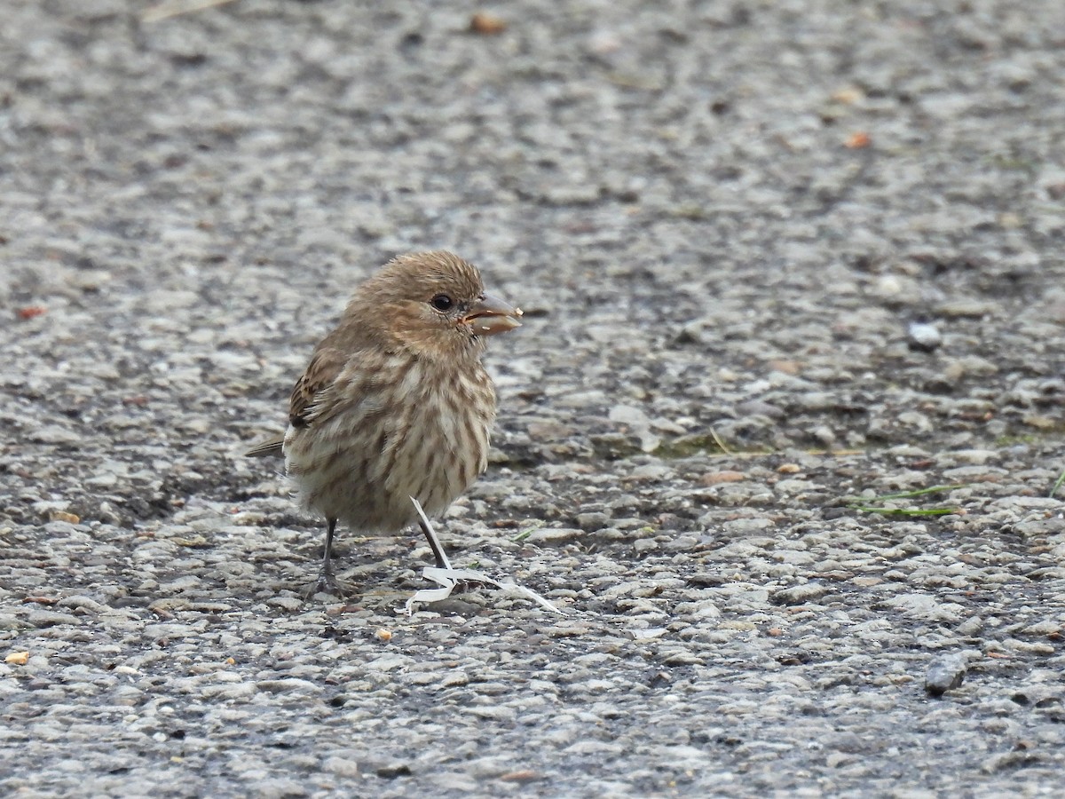 House Finch - ML638780779