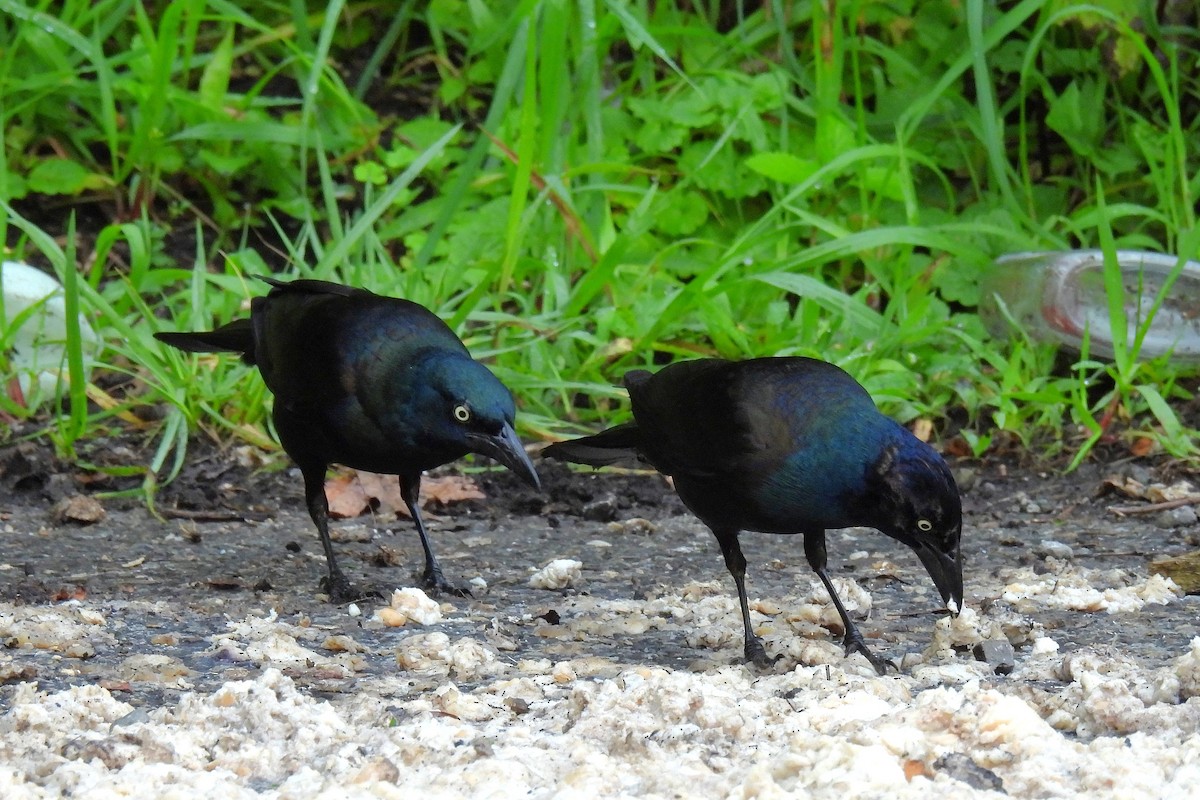 Common Grackle - ML638780786