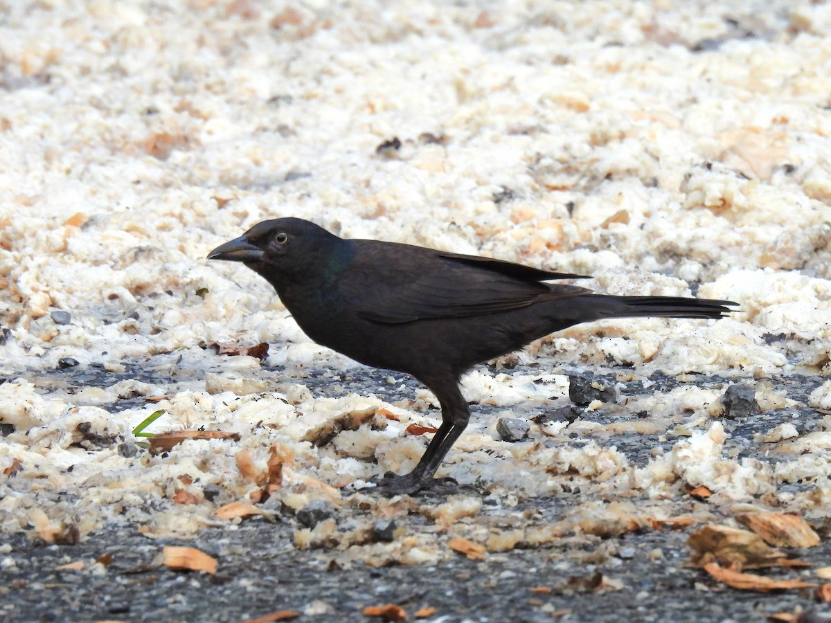 Common Grackle - ML638780789