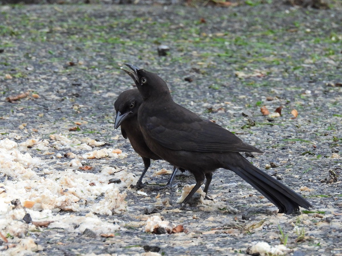 Common Grackle - ML638780790