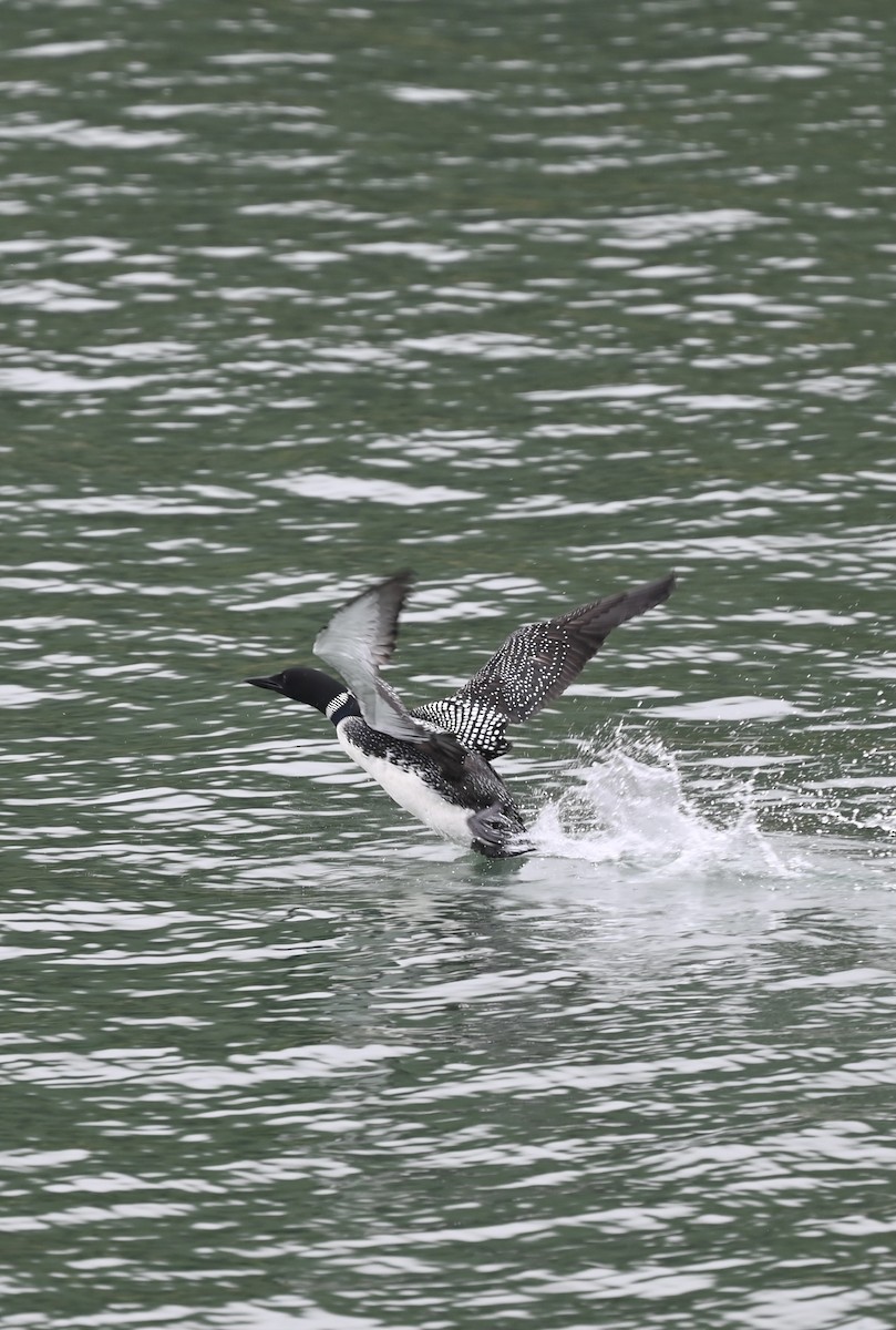 Common Loon - ML638780792