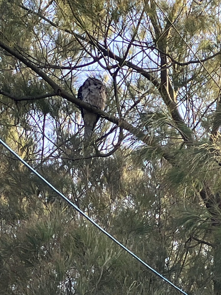Tawny Frogmouth - ML638780796