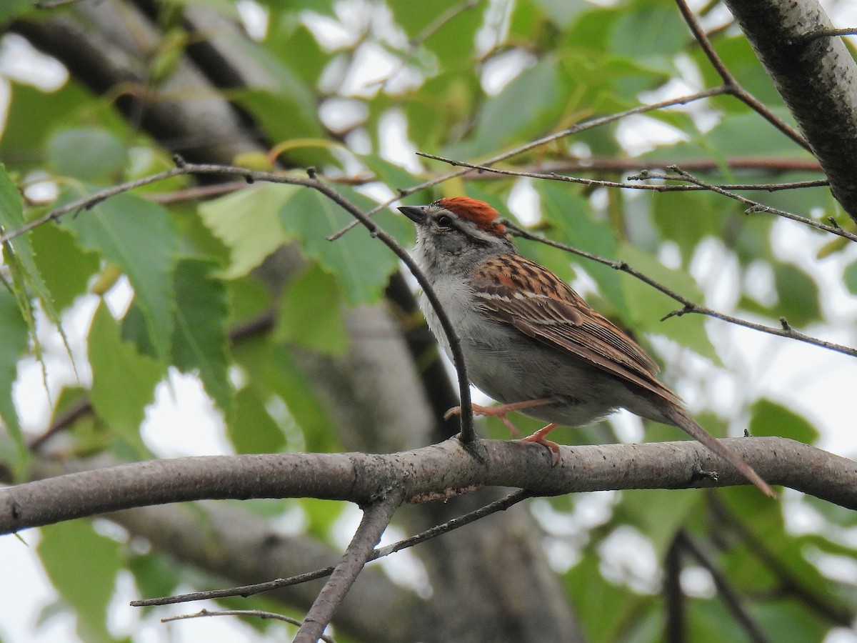 Chipping Sparrow - ML638780815