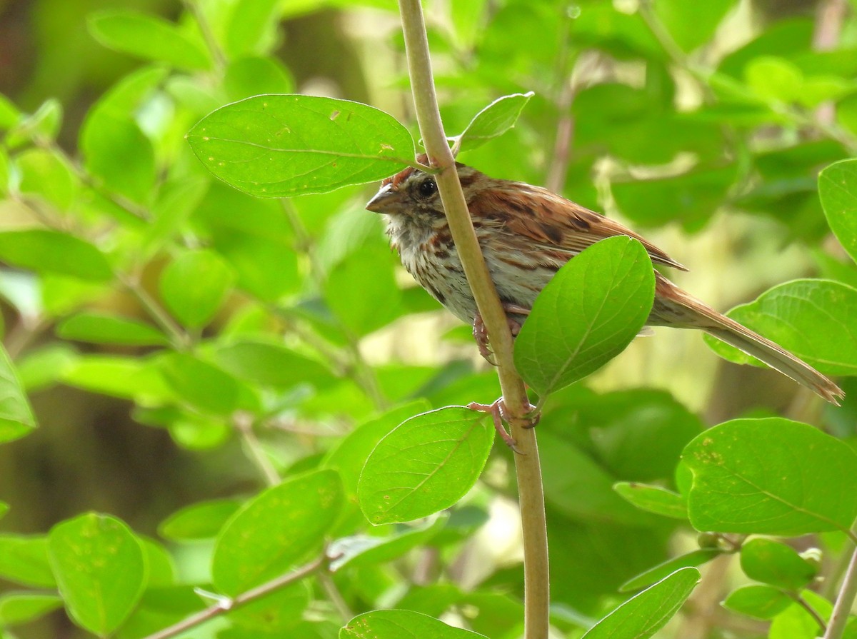 Song Sparrow - ML638780822