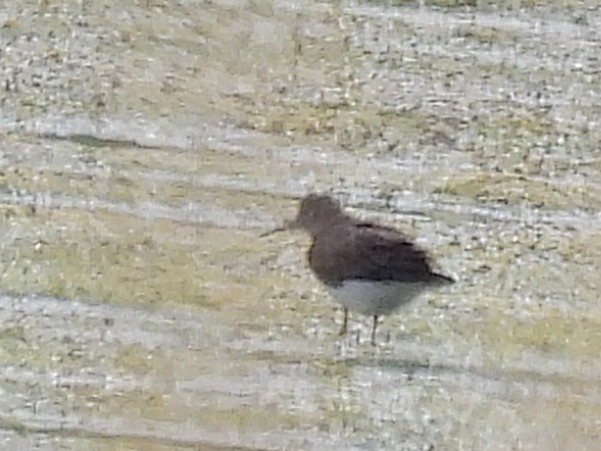 Spotted Sandpiper - ML638780833