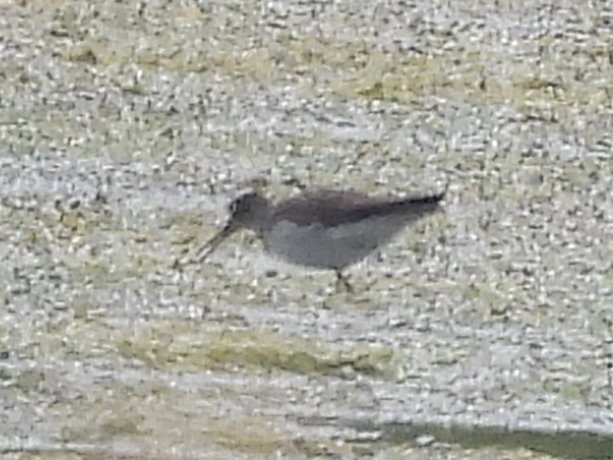 Spotted Sandpiper - ML638780834