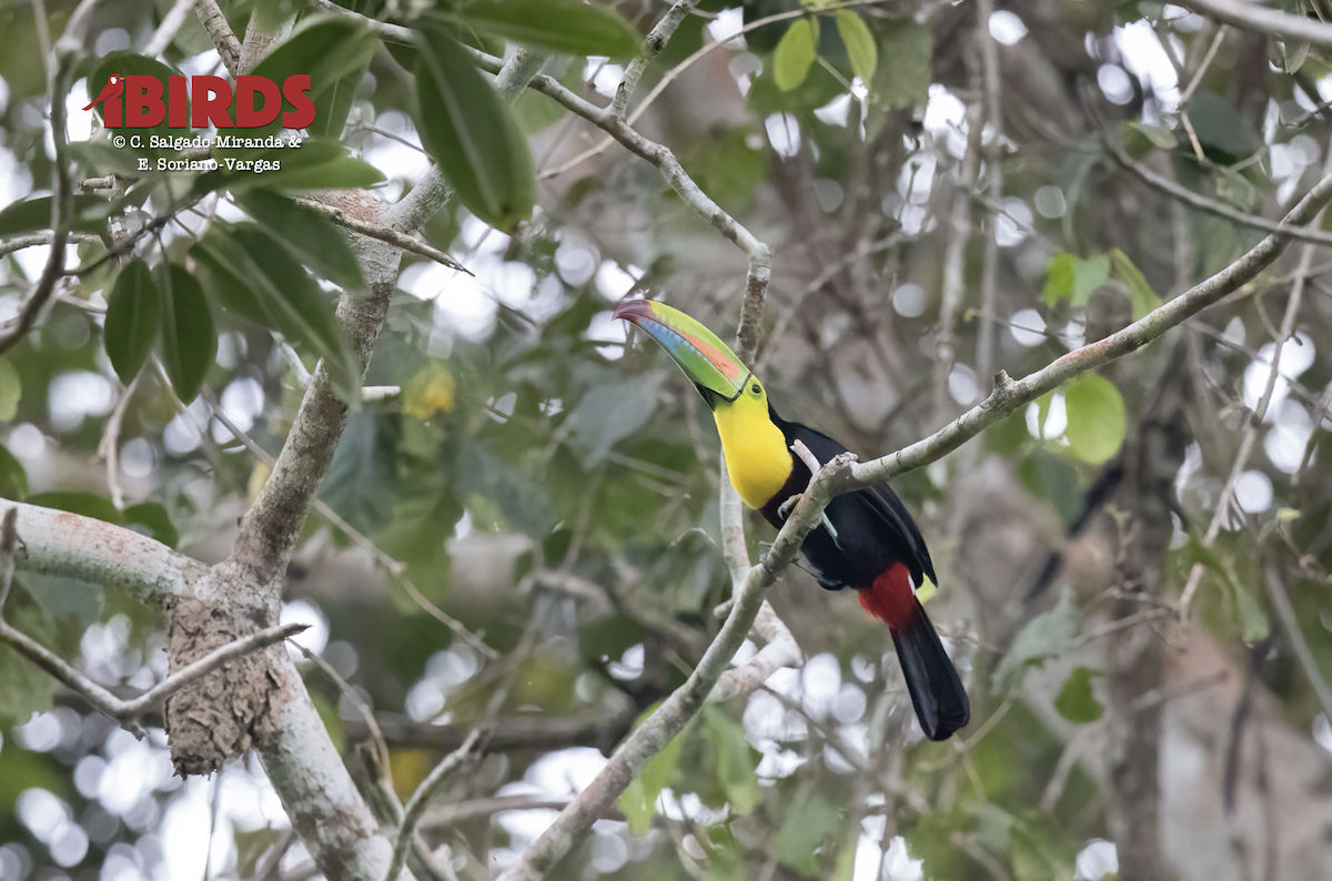 Keel-billed Toucan - ML638780845