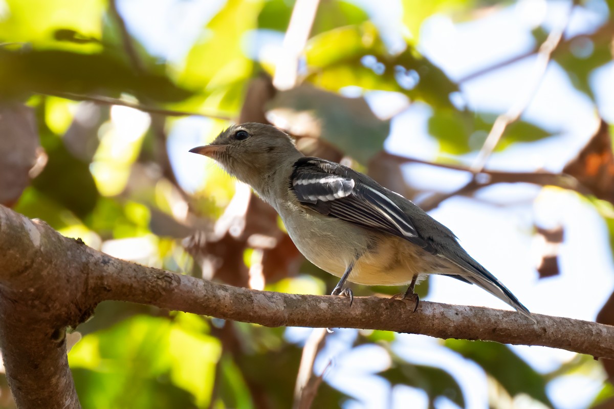 Small-headed Elaenia - ML638780847