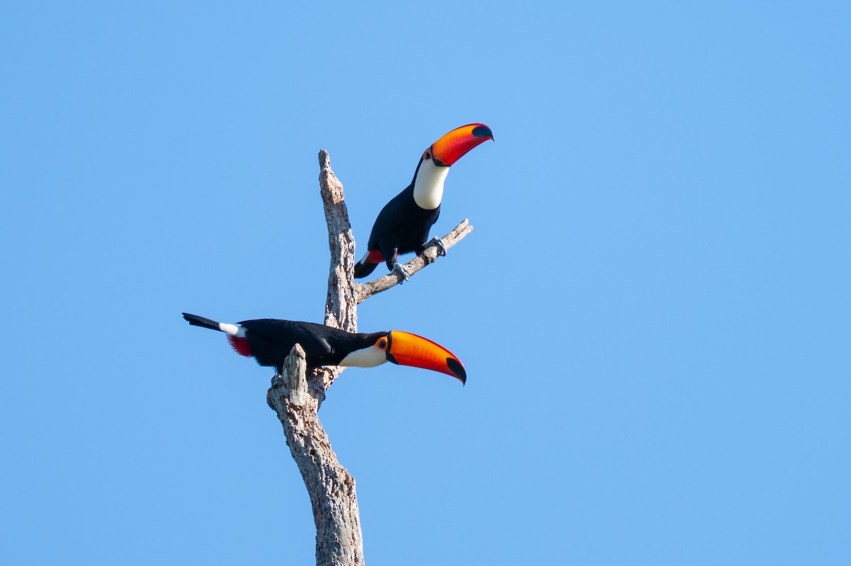 Toco Toucan - ML638780851