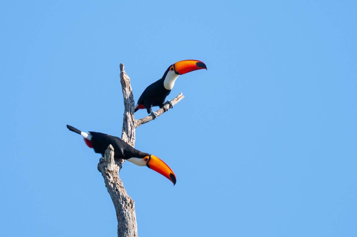 Toco Toucan - ML638780852