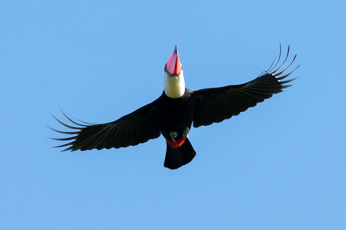 Toco Toucan - ML638780853