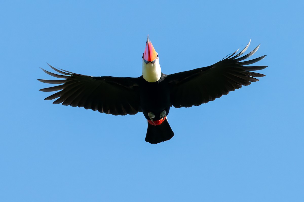 Toco Toucan - ML638780854