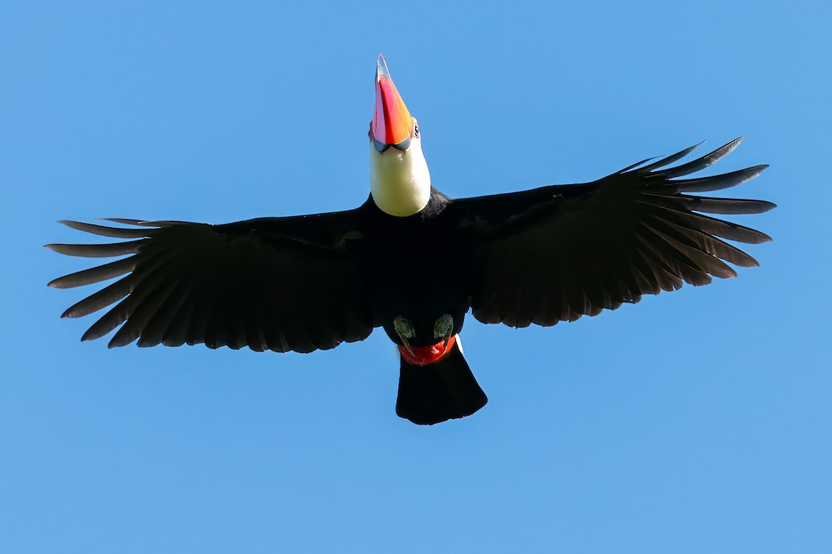 Toco Toucan - ML638780855