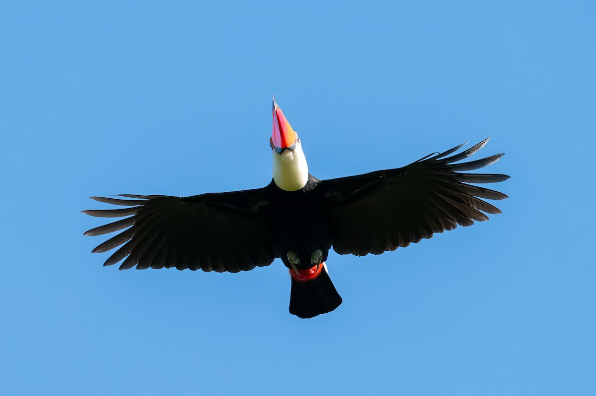 Toco Toucan - ML638780857