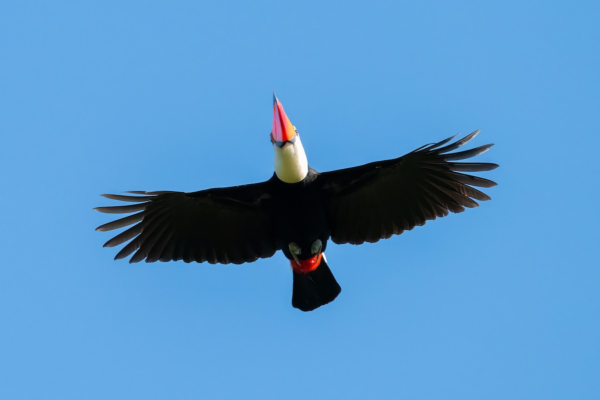 Toco Toucan - ML638780858