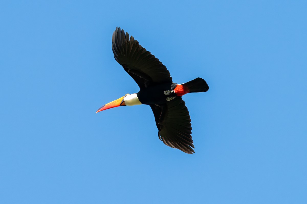 Toco Toucan - ML638780859