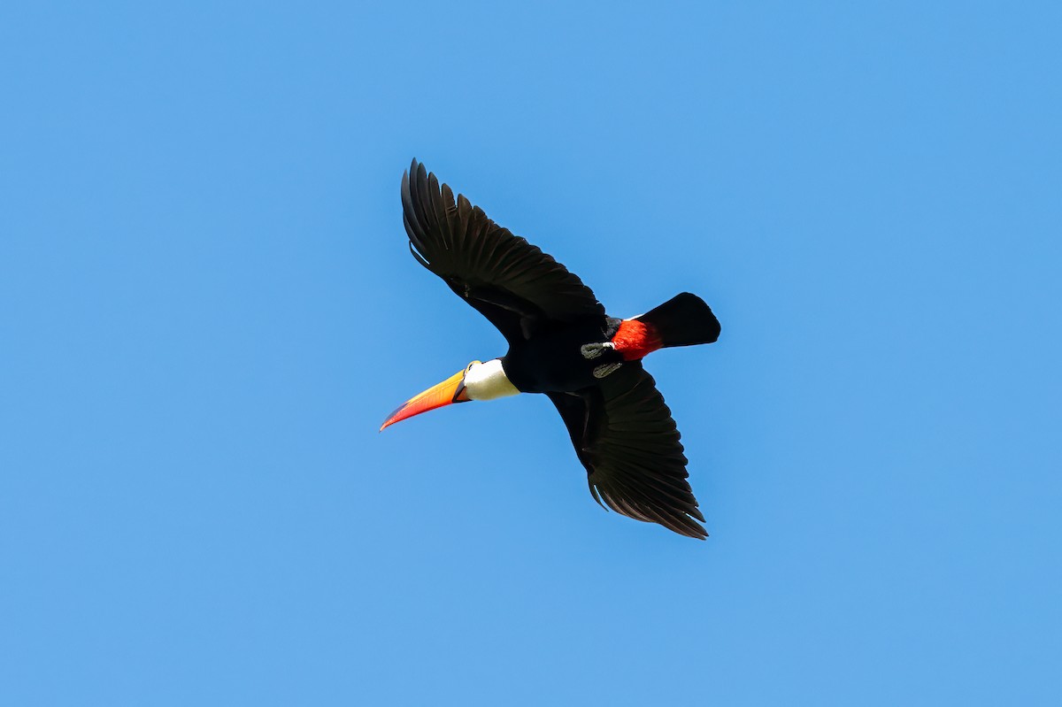 Toco Toucan - ML638780860