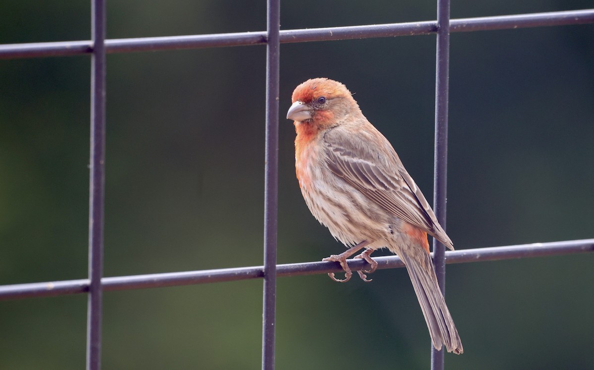 House Finch - ML638780889