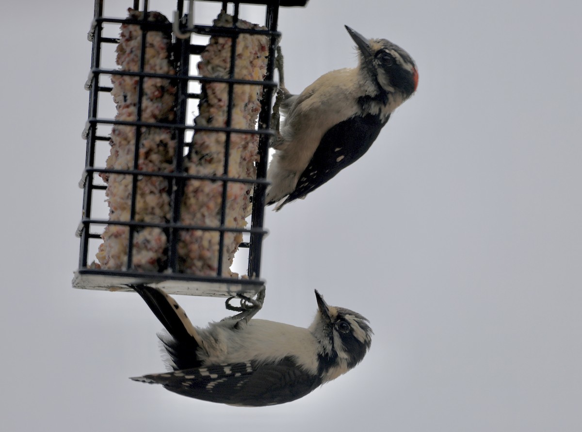 Downy Woodpecker - ML638780912