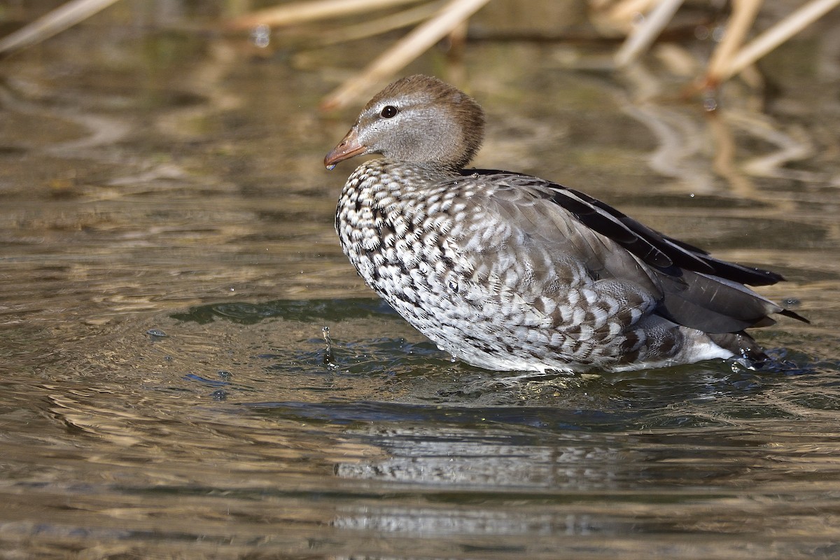 Maned Duck - ML638780949