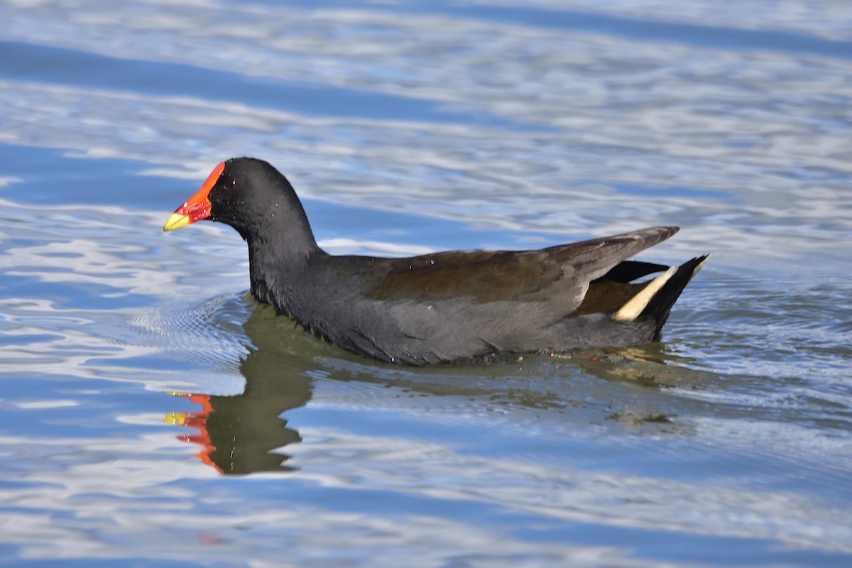 Dusky Moorhen - ML638780955