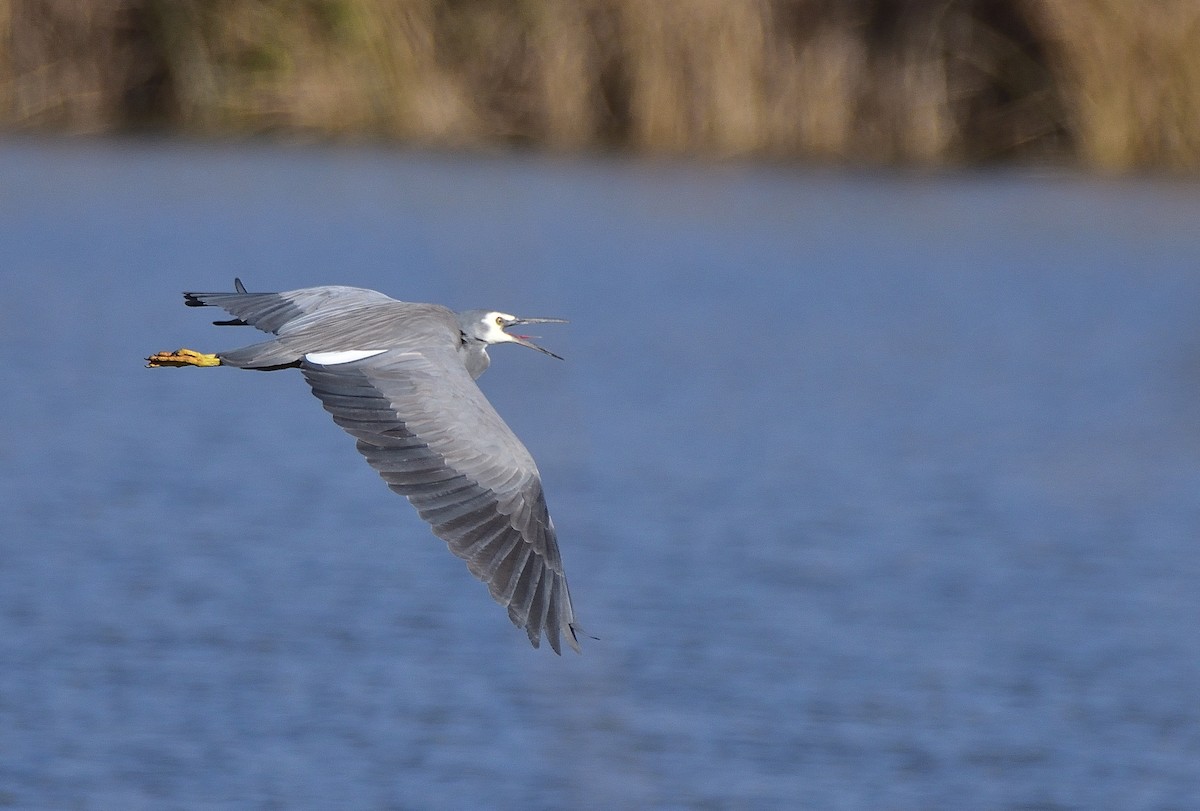 White-faced Heron - ML638780965