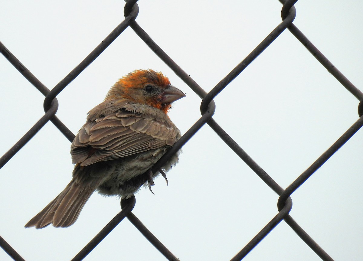 House Finch - ML638780966